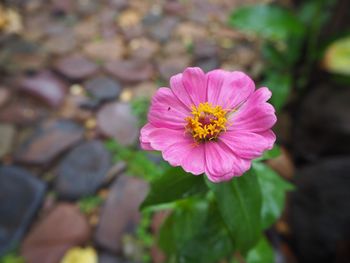 Close-up of pink cosmos flower blooming outdoors