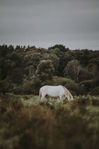 Side view of horse grazing on grassy field against cloudy sky