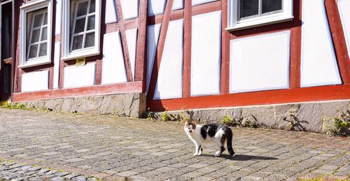 Cat standing on footpath against building