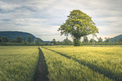 Scenic view of agricultural field against sky