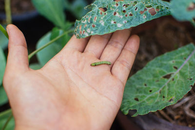 Close-up of hand holding leaves