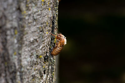 Close-up of insect on tree trunk