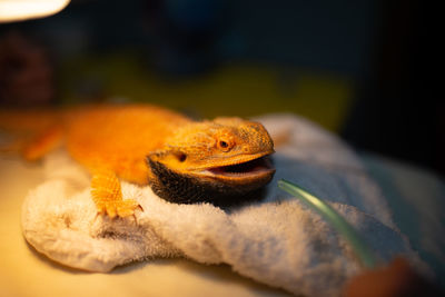 Close-up of lizard on table