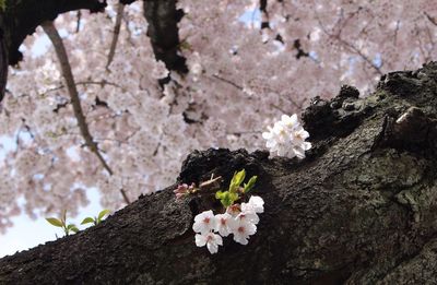 Close-up of white flowers