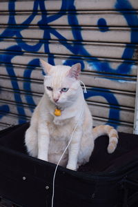 Cat sitting on seat