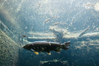 Fishes swimming in sea