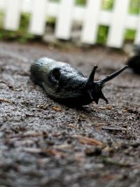 Close-up of insect