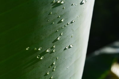 Close-up of raindrops on leaf