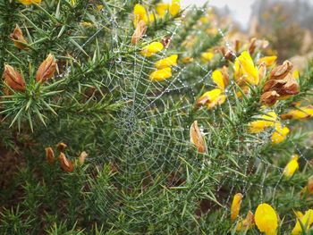 Close-up of yellow flowers growing in field