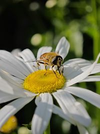 Close-up of bee on flower