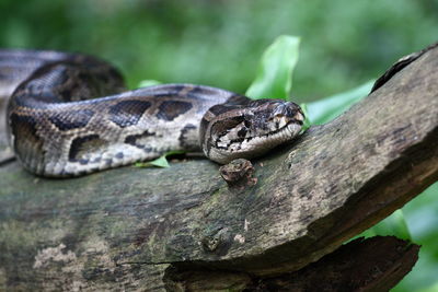 Close-up of snake on tree