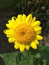 Close-up of sunflower blooming outdoors