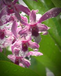 Close-up of pink flowers