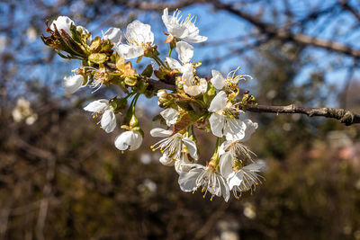 Close-up of cherry blossoms in spring