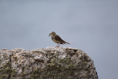 Bird carrying insect while perching on rock against clear sky