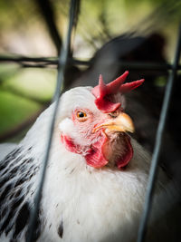 Close-up of rooster