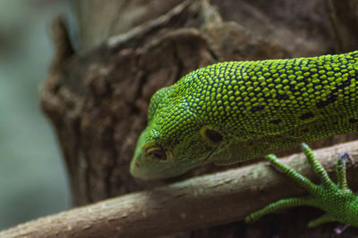 Close-up of lizard on tree