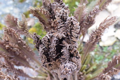 Close-up of pine cone on tree