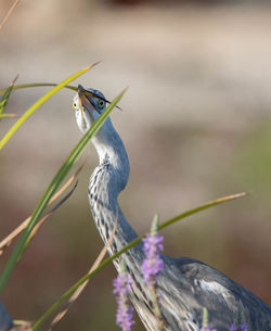 Close-up of bird perching on a plant