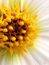 Close-up of yellow marigold blooming outdoors