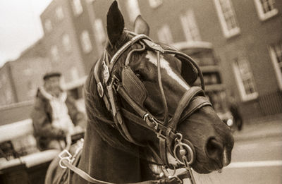 Close-up of horse cart