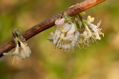 Close up of purpus honeysuckle flowers in bloom