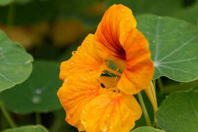 Close-up of yellow flower