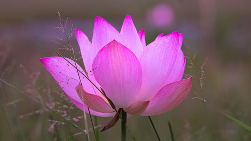 Close-up of pink rose flower