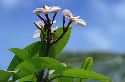 Close-up of flowering plant against sky