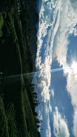 Low angle view of plants against sky