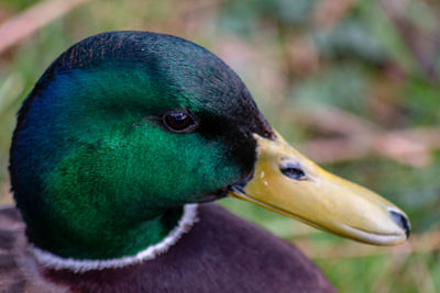 Close-up of a bird