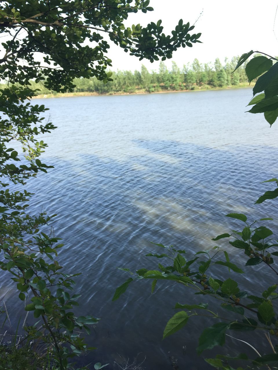 tree, water, growth, leaf, reflection, plant, nature, tranquility, beauty in nature, clear sky, lake, sky, day, palm tree, outdoors, built structure, green color, waterfront, low angle view, no people