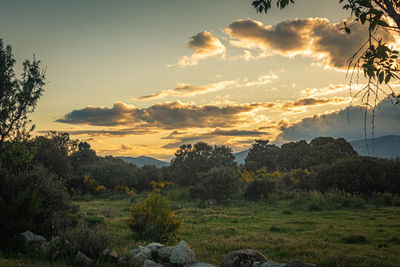 Scenic view of field against sky during sunset