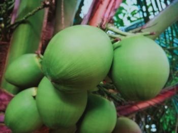 Close-up of fruits growing on tree