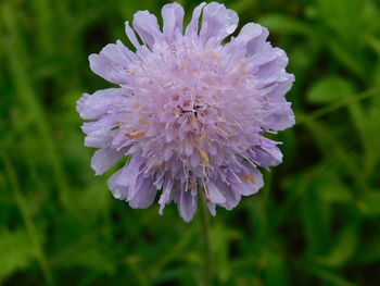 Close-up of purple flowers blooming