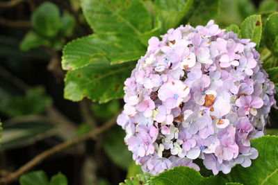 Close-up of pink hydrangea flowers blooming in park