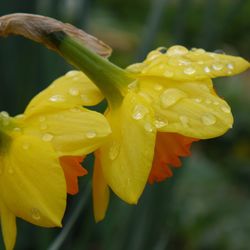 Close-up of wet yellow flower blooming outdoors
