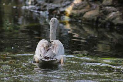 Close-up of swan swimming in lake