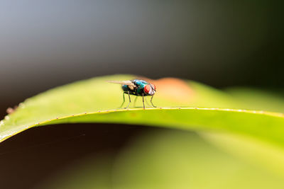 Close-up of insect on leaf