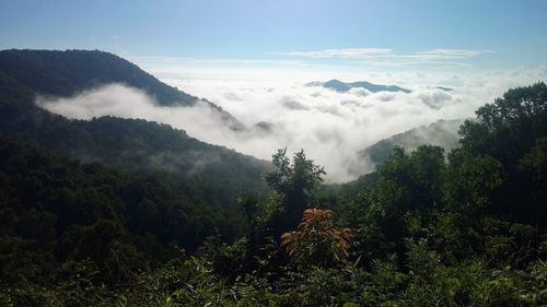 Scenic view of forest against sky