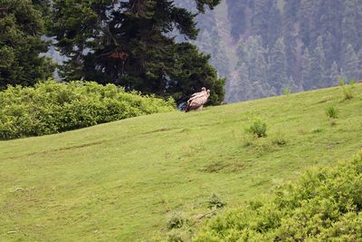 View of horse sitting on field