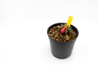 High angle view of potted plant against white background