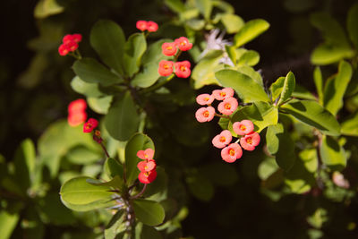 Close-up of flowers blooming outdoors