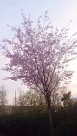 Bare trees on field