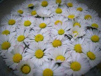 Full frame shot of daisy flower
