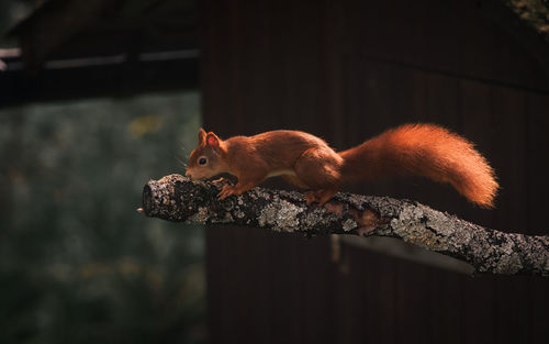 Close-up of squirrel on wood