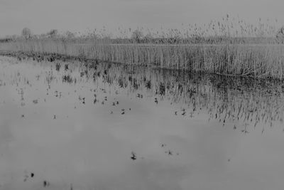 Flock of birds swimming in lake