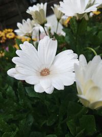 Close-up of white flowering plant