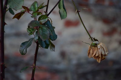 Close-up of wilted flower tree