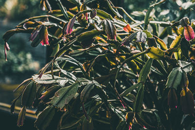plant
